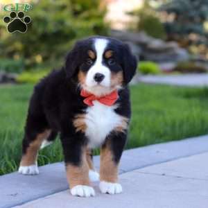 Nala, Bernese Mountain Dog Puppy